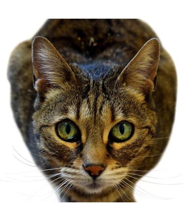 Organic Catnip with Silvervine by Kitty Green - Grown in North America - 0.8 Full OZ's of Nip Contained in a Sturdy Bottle - Buy Online on GoSupps.com