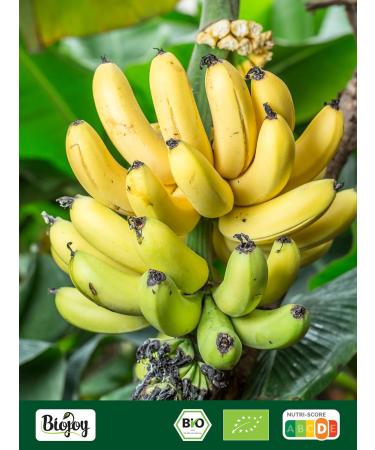  Biojoy Biojoy Organic Banana Chips (100 g) dried and whole sulphur free - Buy Online on GoSupps.com