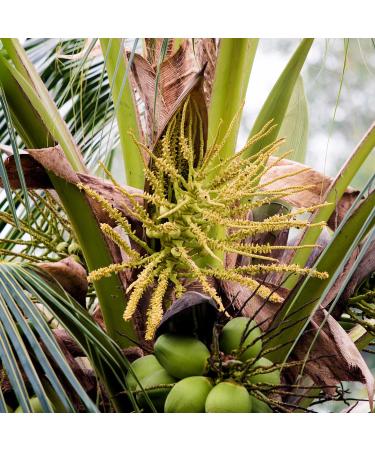 Fleur de coco biologique MeaVita MeaVita non raffin e 1 paquet (1 x 1000 g) dans un sac (l'emballage peut varier) - Buy Online on GoSupps.com
