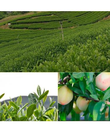 XFLHXY Premium Peach Oolong Tea Natural Smooth Blend Juicy Peach Flavor Hot Cold Brew Loose Leaf Tea Bags Low Calorie No Additives Perfect for Daily Sipping Gifting Groen 100g - Buy Online on GoSupps.com