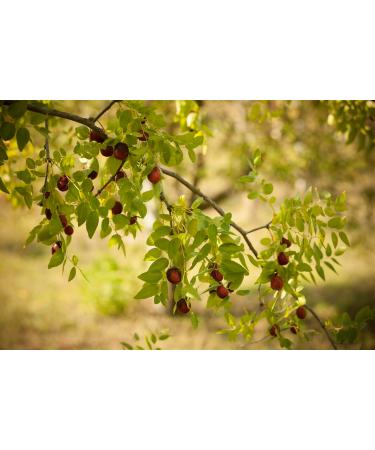 SIGI Azienda Agricola JUJUBE Jam | Free of Food Dyes Preservatives and Additives | 100% Artisanal and Natural | Handmade and Made in Italy | Jar 110gr. - Buy Online on GoSupps.com