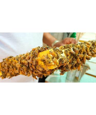 Premium Bees Pollen - 500g Pure & Residue-Free | Sweet Mild Flavor | High-Quality Beekeeping Product - Buy Online on GoSupps.com