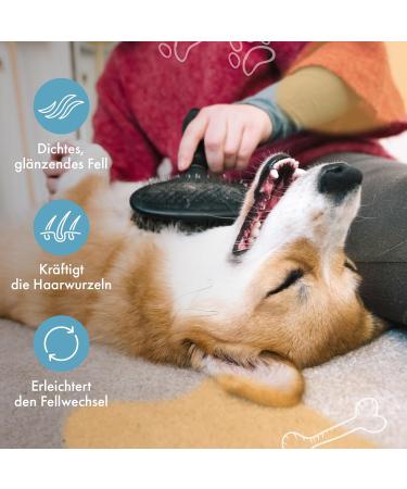 Hanfelino Skin & Fur Powder for Dogs | Supports Skin Health Reduces Itching & Hair Loss | Contains Yeast Biotin & Zinc - Buy Online on GoSupps.com