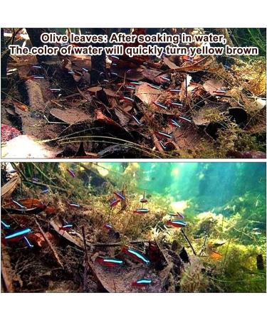 240 Pieces Catappa Leaves - Fish Tank Longan Leaves - Almond Leaves for Betta Fish Tank Water Treatments | Leaves Induce Breeding and Boost Immunity PH Down Aquarium Water Conditioner - Buy Online on GoSupps.com