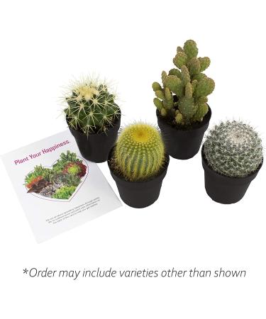 Altman Plants Assorted Cactus Collection - 2.5 Inch 4 Pack - Buy Online on GoSupps.com