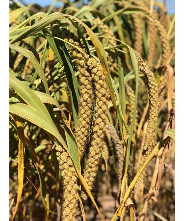 Nemeth Farms Spray Millet: GMO-Free Bird Treat & Supplement 1lb - No Stems, Only Edible Tops for Parakeets, Cockatiels, Lovebirds & Finches - Buy Online on GoSupps.com