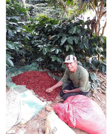 Guatemala Farm Direct Sale Premium Green Unroasted Coffee Beans 5 lbs - HB Specialty Grade - Buy Online on GoSupps.com