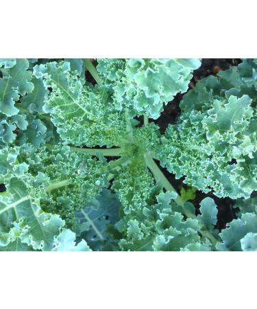 Kale Semi Blue Dwarf Curd Scotch Non-ogm Format Varieties