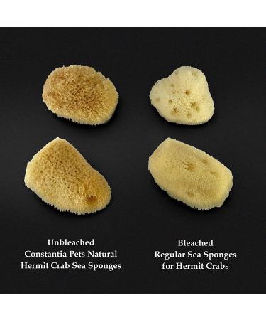Constantia Pets Hermit Crab Real Sea Sponges - 5 Pack | Nutrient-Rich & Safer Drinking | Maintain Habitat Tank Humidity - Buy Online on GoSupps.com