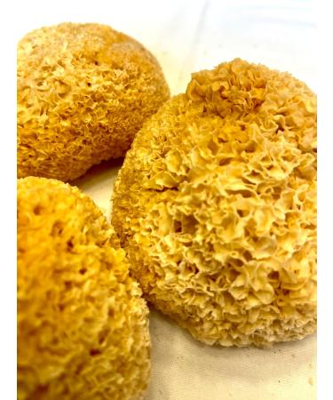 Tremella White/ Snow Fungus Whole Heads/Brackets (Tremella Fuciformis) 3 Pieces Avg.110g - Buy Online on GoSupps.com