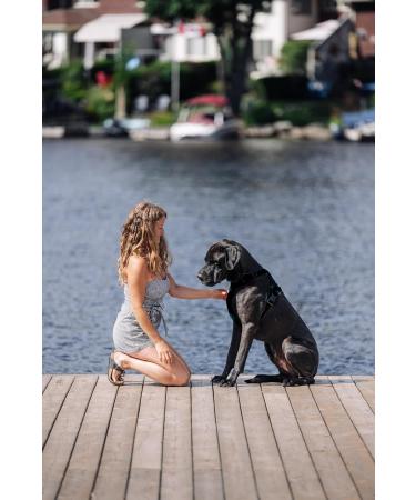 Mushroom Superblend for Dogs - Five Organic Functional Mushrooms for Immune Support Energy Enhancing Cognitive Health detoxing Anti Viral Anti fungal and Vitality. - Buy Online on GoSupps.com