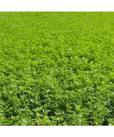Non-GMO Alfalfa Seeds - 1 Lbs - High Germination, Conventional Seed - Gardening, Cover Crop, Field Growing, Food Storage & More 1 Pound (Pack of 1)