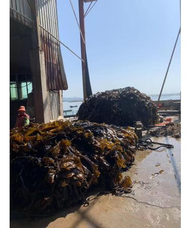 Round cake of dried organic compressed kelp - Rich in iodine and nutrients - Sand-free - Ready to bake (1) - Buy Online on GoSupps.com