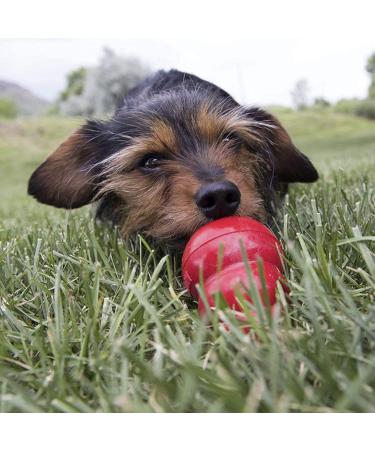 KONG Easy Treat Dog Treat Paste 8oz (2 Pack) - Peanut Butter Bacon Cheese Flavor - Buy Online on GoSupps.com