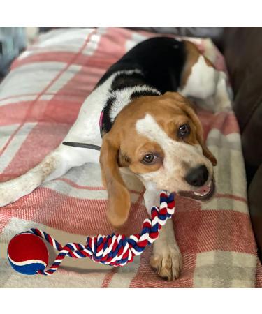 SHCNSJC Dog Toys Puppy Teething Rope Chew Toy for Small Dogs Indestructible for Boredom Interactive Large Tough Ball On A Ropes Medium & Small Chew Toy 12 PCS - Buy Online on GoSupps.com