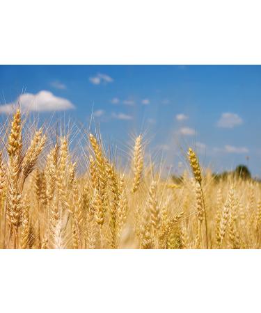 Organic Cracked Rye Berries 1 Pound - Non-GMO | Raw Vegan Kosher Bulk | Great for Cereal & Porridge | High Fiber & Protein | Broken Whole Grain - Buy Online on GoSupps.com