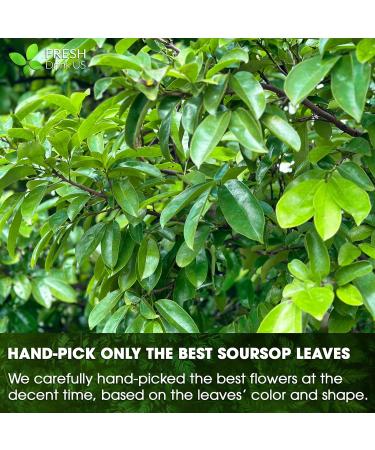FRESHDRINKUS Premium Soursop Tea Bags - 40 Soursop Leaves Tea Bags - Buy Online on GoSupps.com