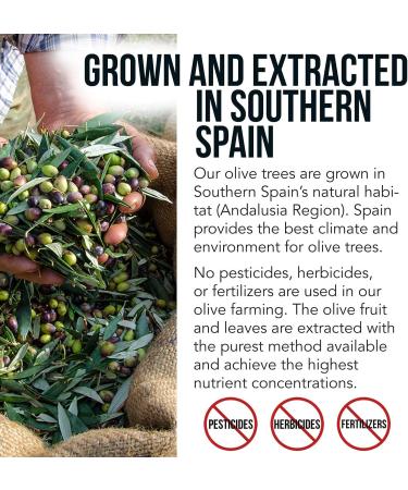 Total Olive Leaf Extract with Oleuropein & Olive Fruit Extract from Spain (60 Count) - Buy Online on GoSupps.com