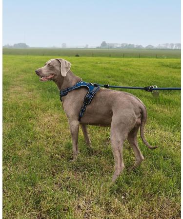 Lionto Adjustable Padded Anti-Pull Dog Harness - Reflective Safety Harness | Size L - Blue | International Shipping Available - Buy Online on GoSupps.com