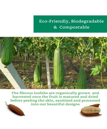 Organic Natural Loofah Sponge (4 Pack) - Biodegradable Exfoliating Body Scrubber - Buy Online on GoSupps.com