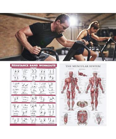 Saluaqui Fitness Workout Poster - Resistance Band Training & Muscle Anatomy for Home Gym | Effective All-Off Exercises with Clear Images - Buy Online on GoSupps.com