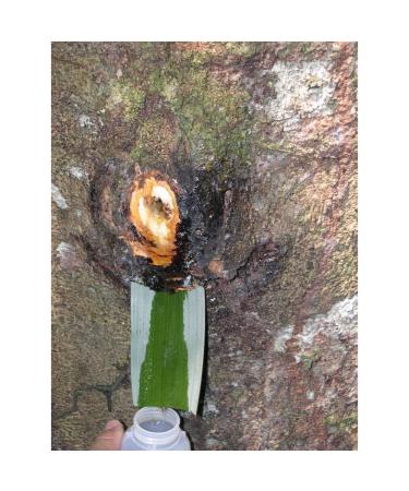 Copaiba Balsam Oil - Natural Unrefined (1 oz) 1 Fl Oz (Pack of 1) - Buy Online on GoSupps.com