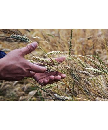  AMORETERRA Amoreterra (6 pcs.) LaGranum Organic Durum Wheat Paste 500g Gourmet Scrapers Organic Craft Bronze Drawn Low Temperature Dried - Buy Online on GoSupps.com