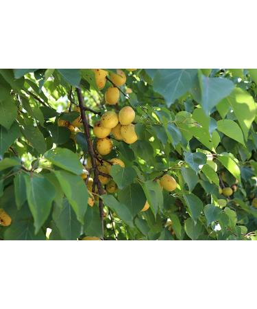 Arashan Apricots - Premium Dried Fruit from Kyrgyzstan | Pitted & Unsweetened (1 lb) - Buy Online on GoSupps.com