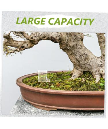 Hohopeti Pet Water Feeder Ants Feeding Bowl Insect Water Feeder Transparent Ants Feeding Cup Plastic - Buy Online on GoSupps.com