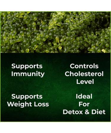 TASAMI Organic Sea Grapes Lato Seaweed Umibudo Green Caviar Superfood - 3.5 Oz (Pack of 5) | Boost Immune System & Health - Buy Online on GoSupps.com