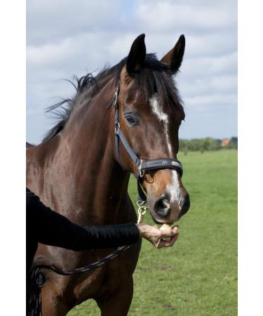 Fresh Horseradish for Horses - 2nd Class Quality (1000g) | Buy Now for International Shipping - Buy Online on GoSupps.com