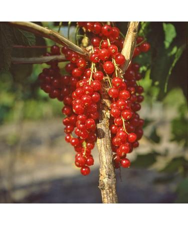 Buy Red Currant 'Rovada ' Bush in Container - Ideal for Home Gardens | Fast International Shipping - Buy Online on GoSupps.com