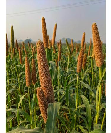 Organic Kamelur Millet (500g) - Premium Peeled Millet from Organic Farming | International Shipping Available - Buy Online on GoSupps.com