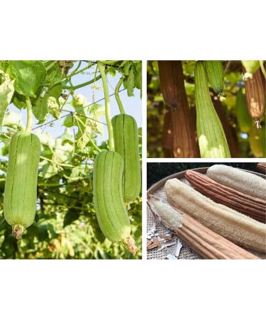 Organic Natural Loofah Sponge Set - 100% Plastic Free Compostable Body Bath Scrubber for Cleaning & Showering (Set of 4 - Buy Online on GoSupps.com