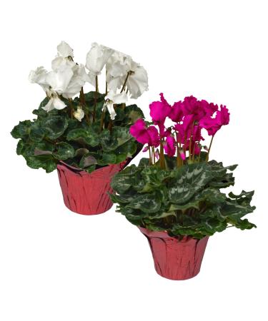 Live Flowering Indoor Cyclamen in Deco Cover - Assorted Colors (2 Plants Per Pack), Long Lasting Flowers, 10" Tall by 6" Wide in 1 Quart Pot