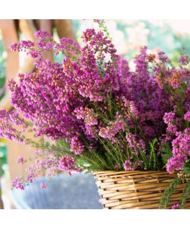  Alpi Nature Alpi Nature Dried Heather Flowers ORGANIC 100g organic Rubbed Heather Flowers Loose Tea - Buy Online on GoSupps.com