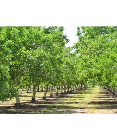 Clevera California Walnuts Halves & Pieces (1.2- lb) Fresh - Raw - Kosher 1.2 Pound (Pack of 1) - Buy Online on GoSupps.com