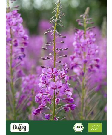 Biojoy Tisane d'Epilobe BIO (250 g) pilobe feuilles troites s ch e et coup e (Epilobium angustifolium) - Buy Online on GoSupps.com