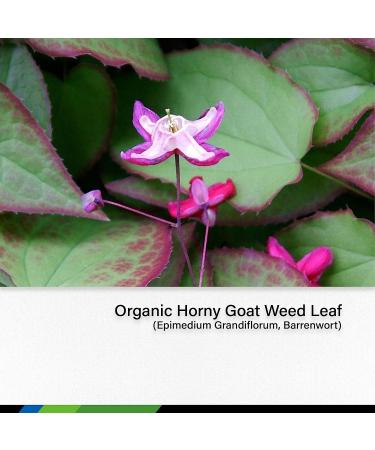 MAUWE HERBS Horny Goat Weed Extract Drops - Organic Epimedium Tincture for Men & Women - 2 fl oz Liquid Supplement - Vegan Formula - Buy Online on GoSupps.com