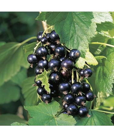 Blackcurrant 'Tsema' bush - In container Tsema