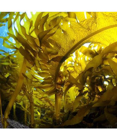 Organic Wakame Algae Flakes - Raw Vegan Umami Seaweed for Salad Sushi Dashi & Snacks | Pureeraw 30g - Buy Online on GoSupps.com
