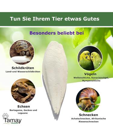 TAMY Sepiachalen Premium - 25 Pieces Sepia Bowl | 250g Reptile Turtle & Bird Food | Optimal Calcium & Vitamin Supply | Terrarium Accessories - Buy Online on GoSupps.com