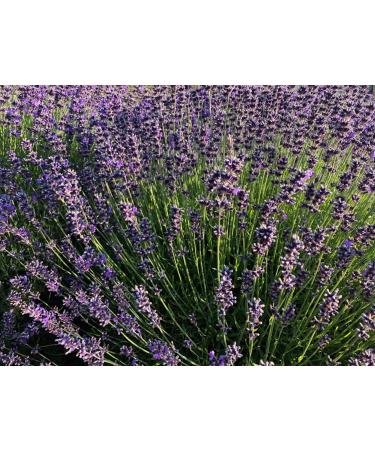 Buy Organic Lavender Soap Bar - Natural & Moisturizing | Fast International Shipping - Buy Online on GoSupps.com