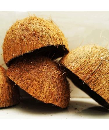 Two Coconut Shell Halves KC Creations - Buy Online on GoSupps.com