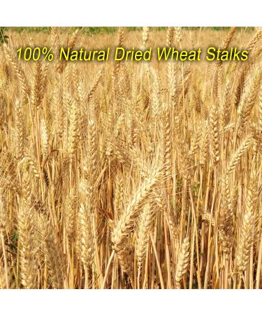 YoleShy Dried Wheat Stalks - 200 Stems Natural Wheat Decor (15.7 Inches) - Ideal for Home, Kitchen, Christmas, Wedding - 200 Pcs - Buy Online on GoSupps.com