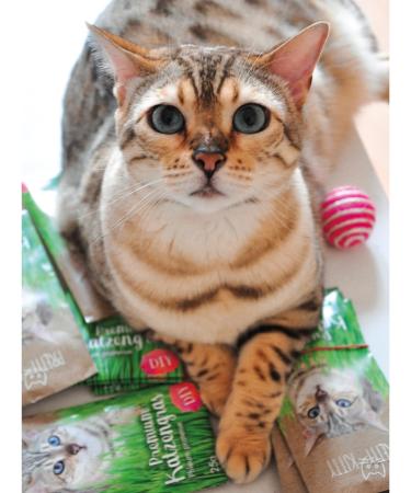 Pretty Kitty Cat Grass Seeds - 25g for 10 Pots | Natural Cat Treats | Premium Grass Seeds for Your Feline - Buy Online on GoSupps.com
