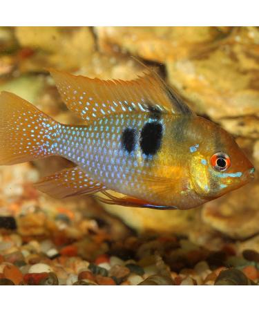 JBL PRONOVO CICHLID GRANO S 250ml CLICK - Buy Online on GoSupps.com