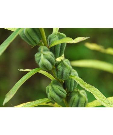 Unhulled Sesame Seeds  2 Pounds  Non-GMO Verified  Whole Natural Raw White Sesame Seeds  Kosher  Vegan  and Keto  Bulk Sesame. High in Calcium  Iron  and Fiber. Perfect for Stir-fries  Noodles - Buy Online on GoSupps.com