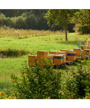 Earthbreath Raw Honey & Lingonberries 250g Unpasteurized Alternative to Pure Natural Jam No Additives No Sugar - Buy Online on GoSupps.com