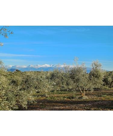 Premium Extra Virgin Olive Oil Early Harvest Cold Extraction Arbequina Variety 500 mL - Spanish Olive Oil - Buy Online on GoSupps.com